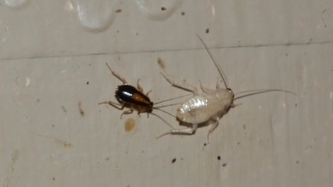While the roach on the right might look like a rare albino, it’s actually just one that’s recently molted and shed its old exoskeleton. Within a few hours, it’ll be just as colorful as the roach on the left.